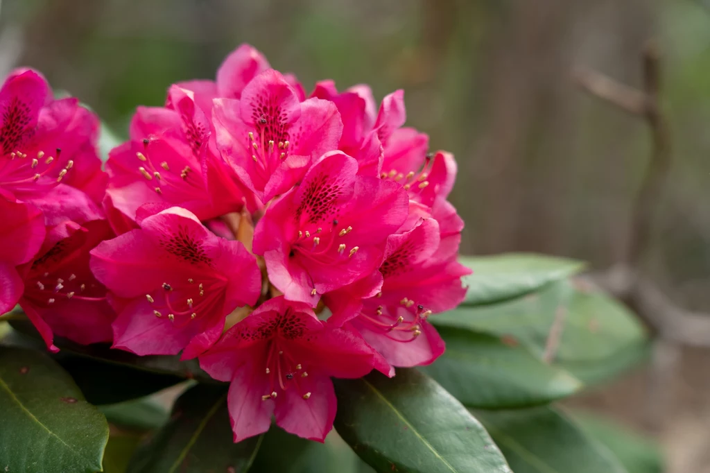 Rododendrony zachwycają swoimi kwiatami. Są chętnie uprawiane w ogrodach, jednak należą do roślin wymagających. By zakwitnąć, potrzebują zapewnienia odpowiednich warunków i należytej pielęgnacji. 