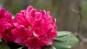 Rododendron ma pąki, ale nie kwitnie. Zrób to, a krzew obsypie się kwiatami