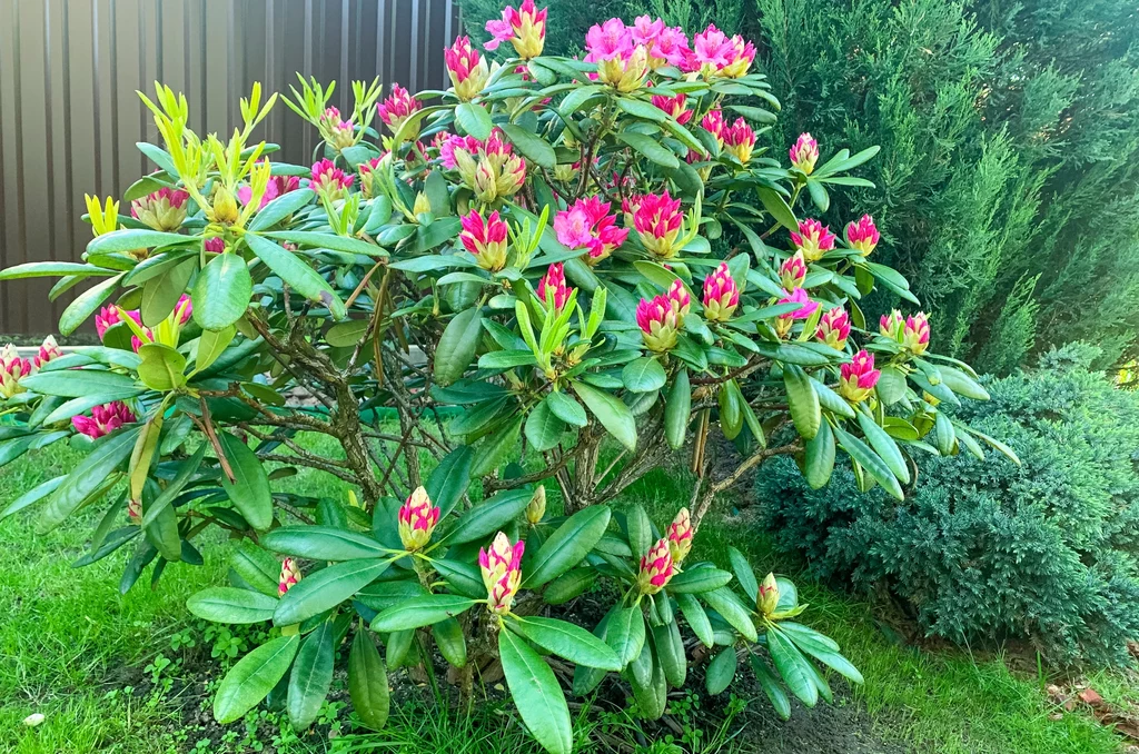 Dlaczego rododendron nie kwitnie? Przyczyną może być między innymi atak mszyc czy przemarznięcie pąków. Warto dbać o różaneczniki, bo to prawdziwa ozdoba ogrodu.