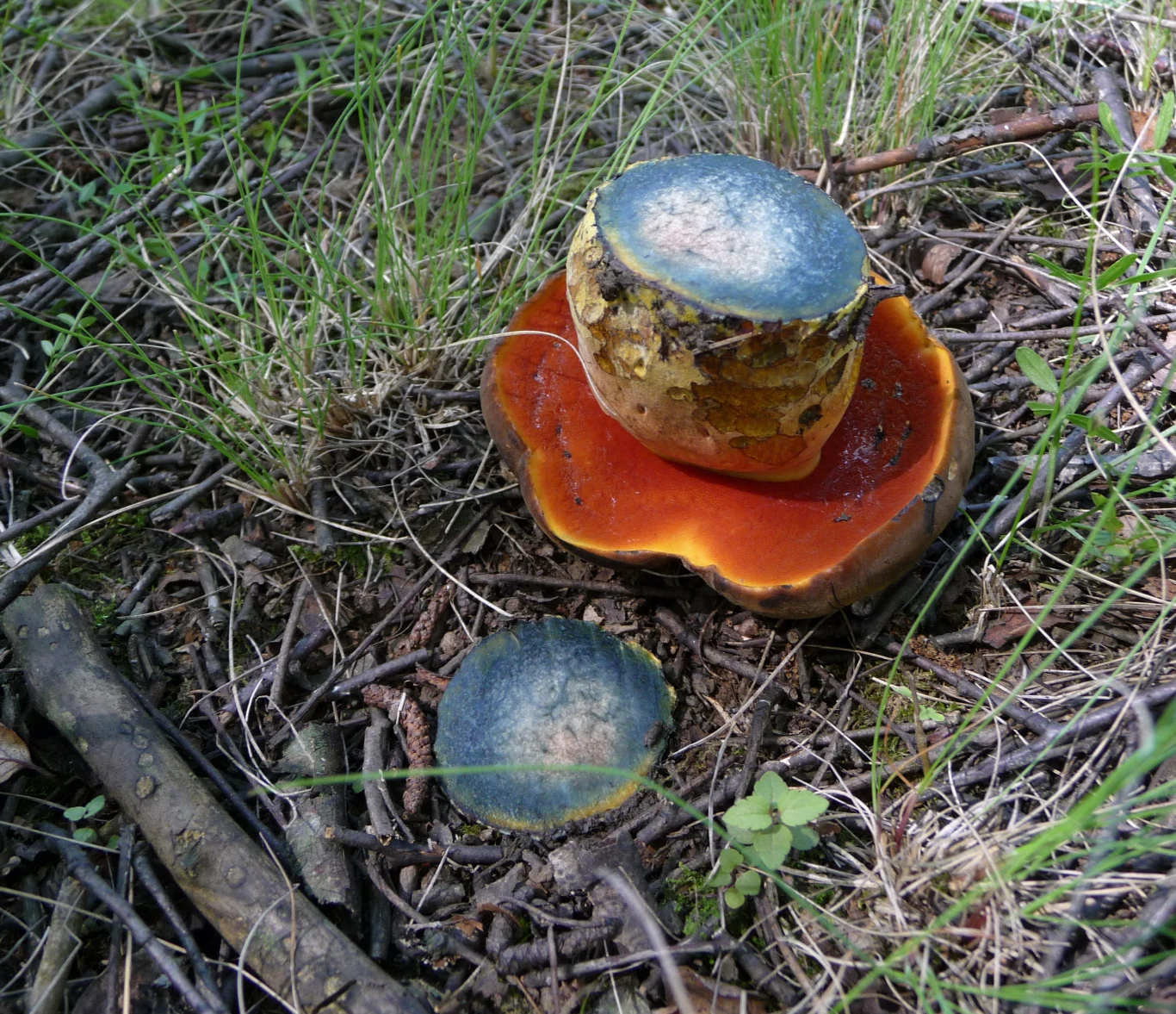 Borowik ceglastopory po przecięciu Borowik ceglastopory po przecięciu