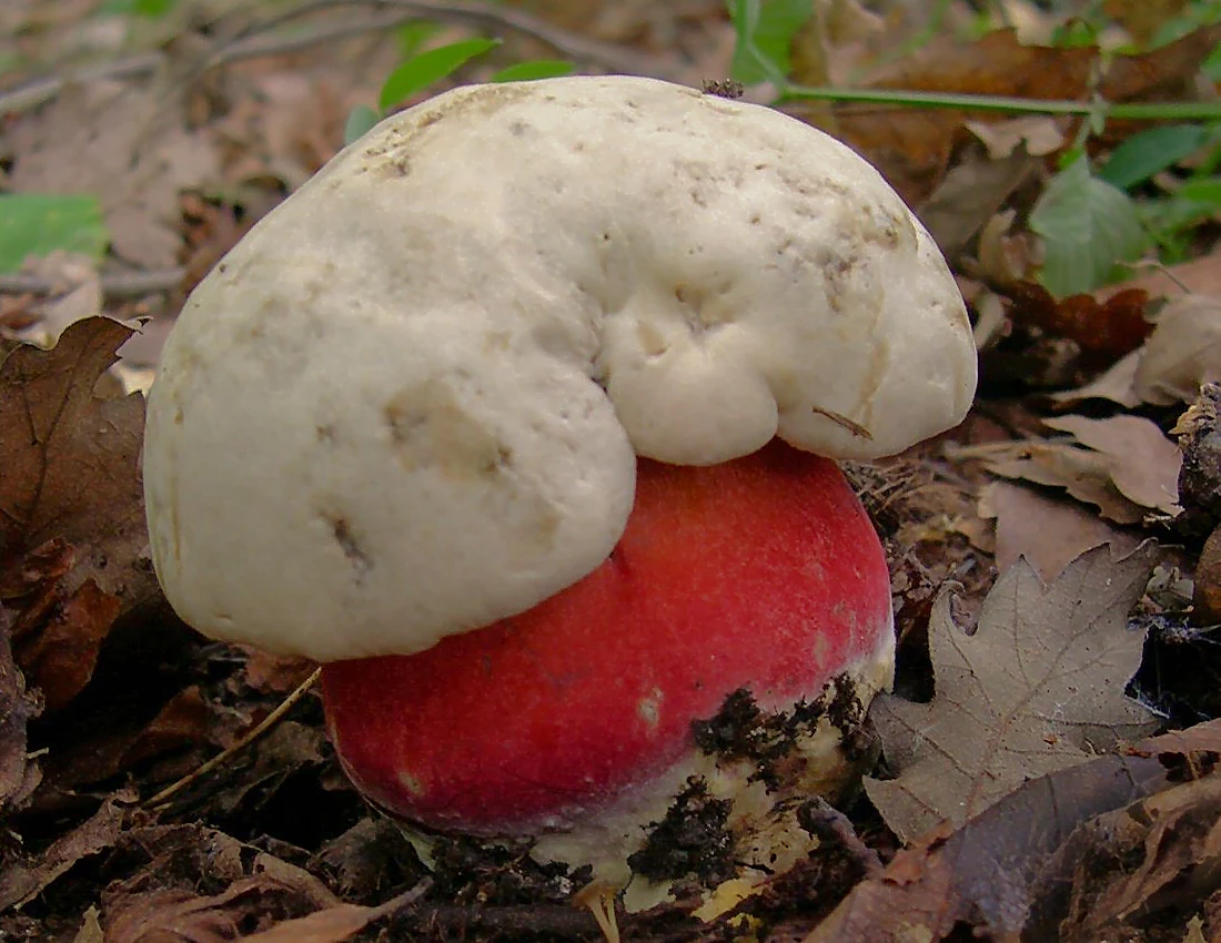 Borowik szatański Borowik szatański