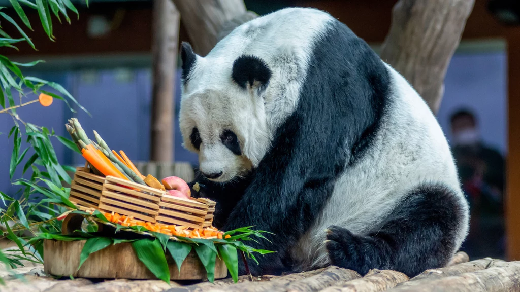 Panda wielka Lin Hui zmarła w wieku 22 lat w zoo w Tajlandii Panda wielka Lin Hui zmarła w wieku 22 lat w zoo w Tajlandii