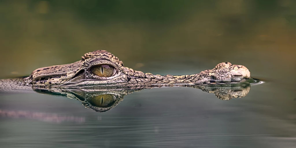 Zwierzę odkryte w Brazylii zwane jest "fałszywym krokodylem" właśnie dlatego, że jego pokrewieństwo z naszymi współczesnymi krokodylami nie jest takie oczywiste