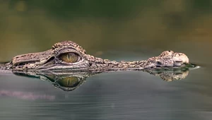 Krokodyle lubią łzy. Gady ruszają na polowanie, gdy słyszą płacz niemowląt