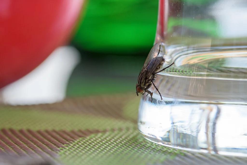 Jak przygotować wodną pułapkę na muchy?