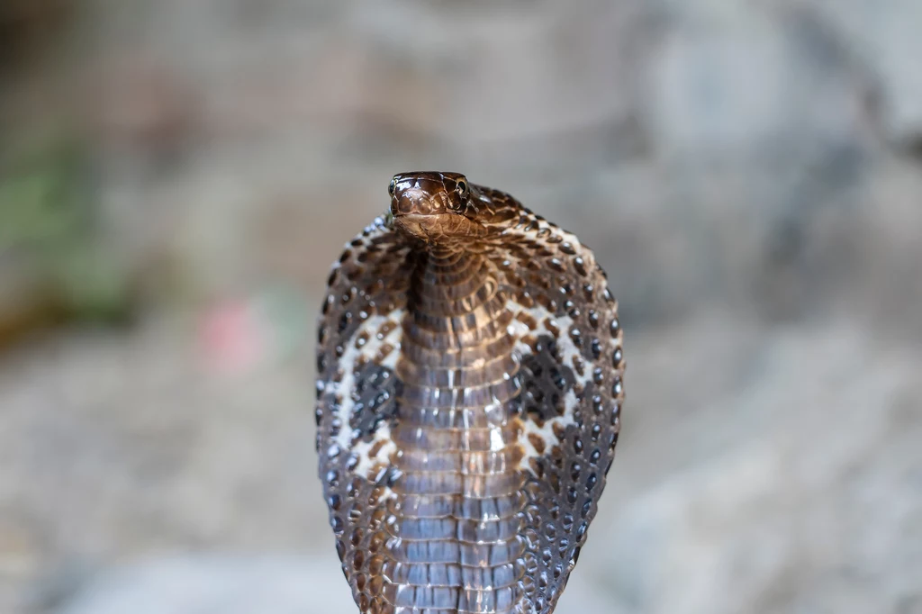 Kobra indyjska