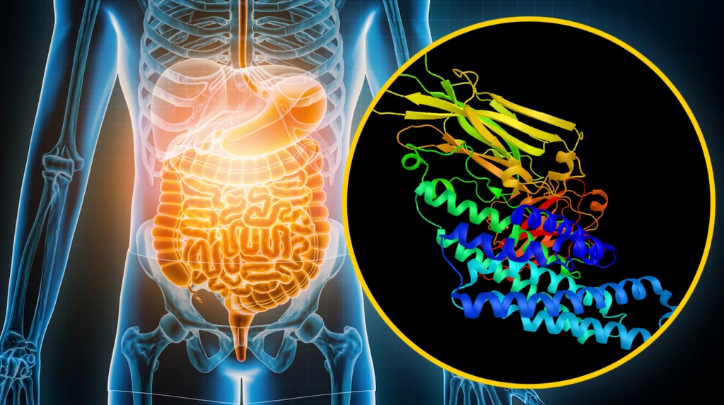 "Wyciekające" fragmenty toksycznych bakterii z jelit mogą uszkadzać nasz organizm (zdjęcie poglądowe)