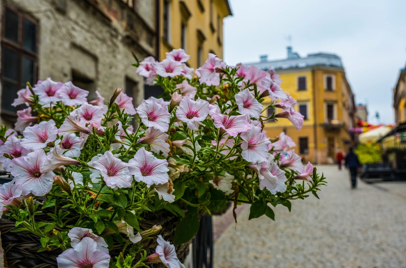 Surfinie to popularne i bardzo wytrzymałe rośliny balkonowe. Jak je pielęgnować? Surfinie to popularne i bardzo wytrzymałe rośliny balkonowe. Jak je pielęgnować?