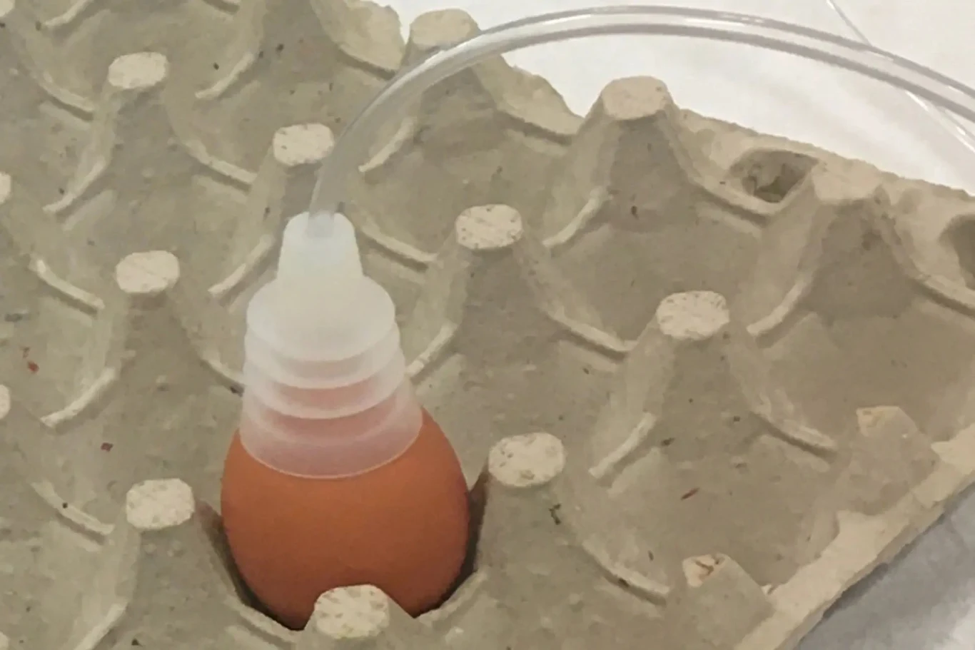 Tak wygląda prototyp urządzenia do "wąchania" kurzych jaj Tak wygląda prototyp urządzenia do "wąchania" kurzych jaj