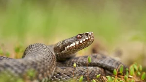 Wąż jest jednym z dwóch podstawowych, ewolucyjnych wrogów człowiekowatych. 