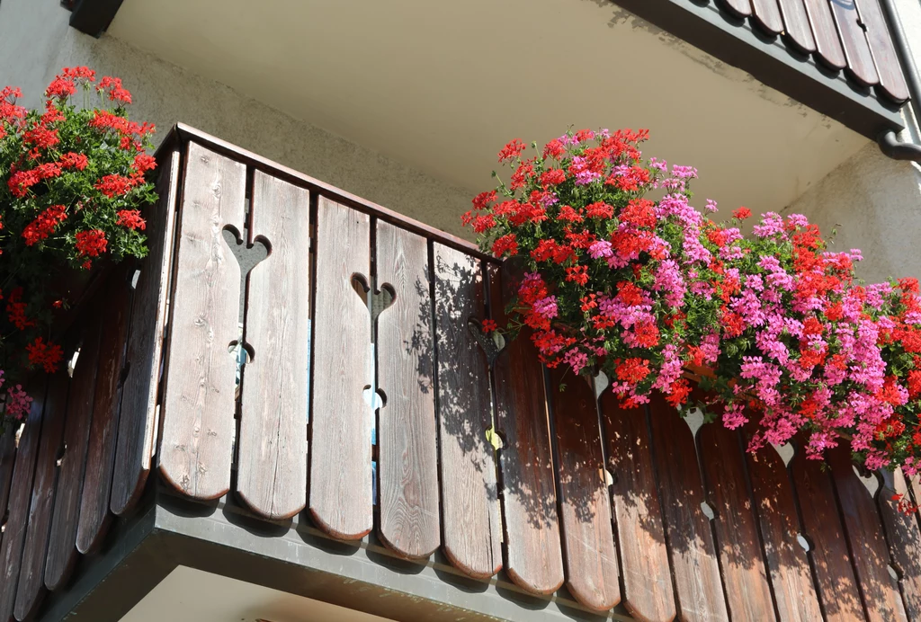 Pelargonia to klasyka na balkonie, nawet tym słonecznym, od strony południowej.