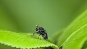 Pojawiają się nagle, atakują całą chmarą. Ogrodowe triki, które uchronią przed meszkami