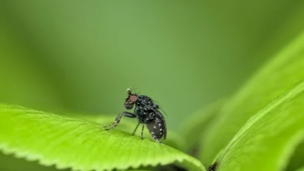 Meszki potrafią być bardzo uciążliwe i dotkliwie pogryźć. Na szczęście niektóre rośliny to naturalna broń w walce z nimi. 