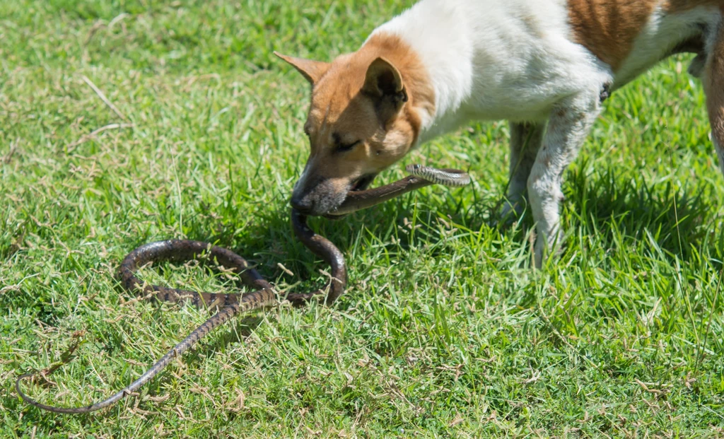 Czy można uratować psa przed ukąszeniem węża? Zależy to od danego przypadku