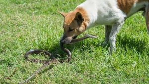 Pies przeżył spotkanie z jadowitym wężem. Czy każdego można uratować?