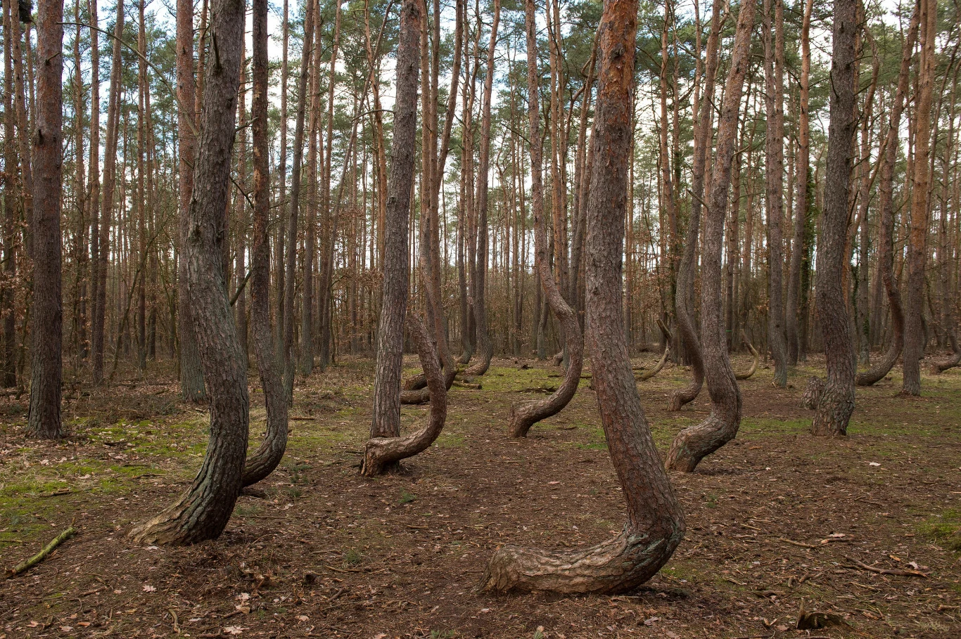 Krzywy Las w Czarnowie to nie lada atrakcja turystyczna Krzywy Las w Czarnowie to nie lada atrakcja turystyczna