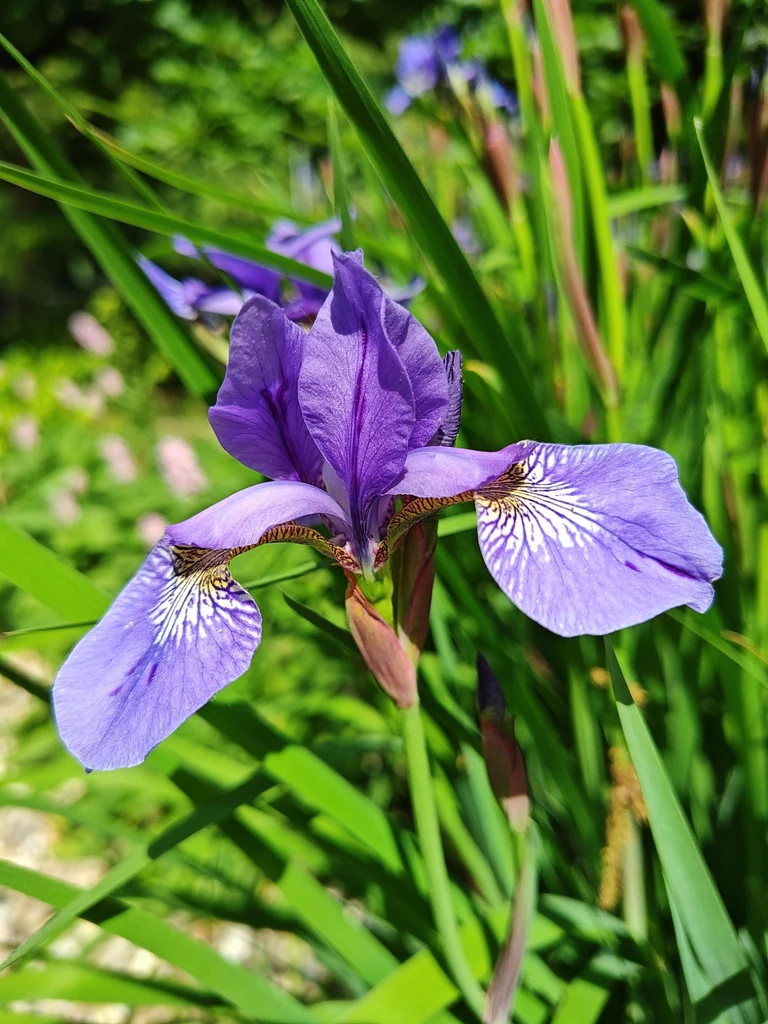 Zdjęcie wykonane Motorolą edge 40 pro.