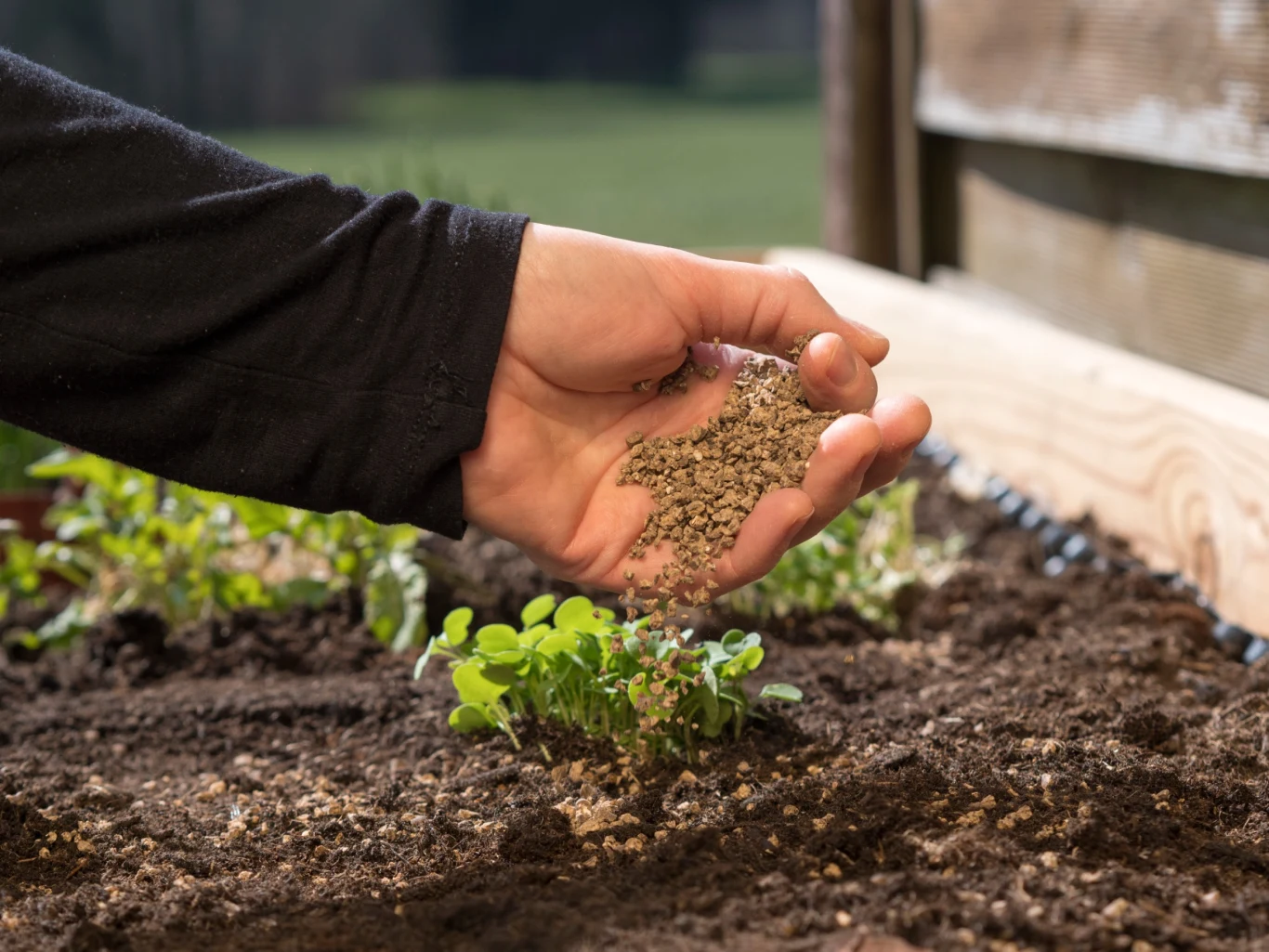Wypełnienie podwyższonych rabat stanowi ziemia dedykowana uprawianym w nich warzywom Wypełnienie podwyższonych rabat stanowi ziemia dedykowana uprawianym w nich warzywom