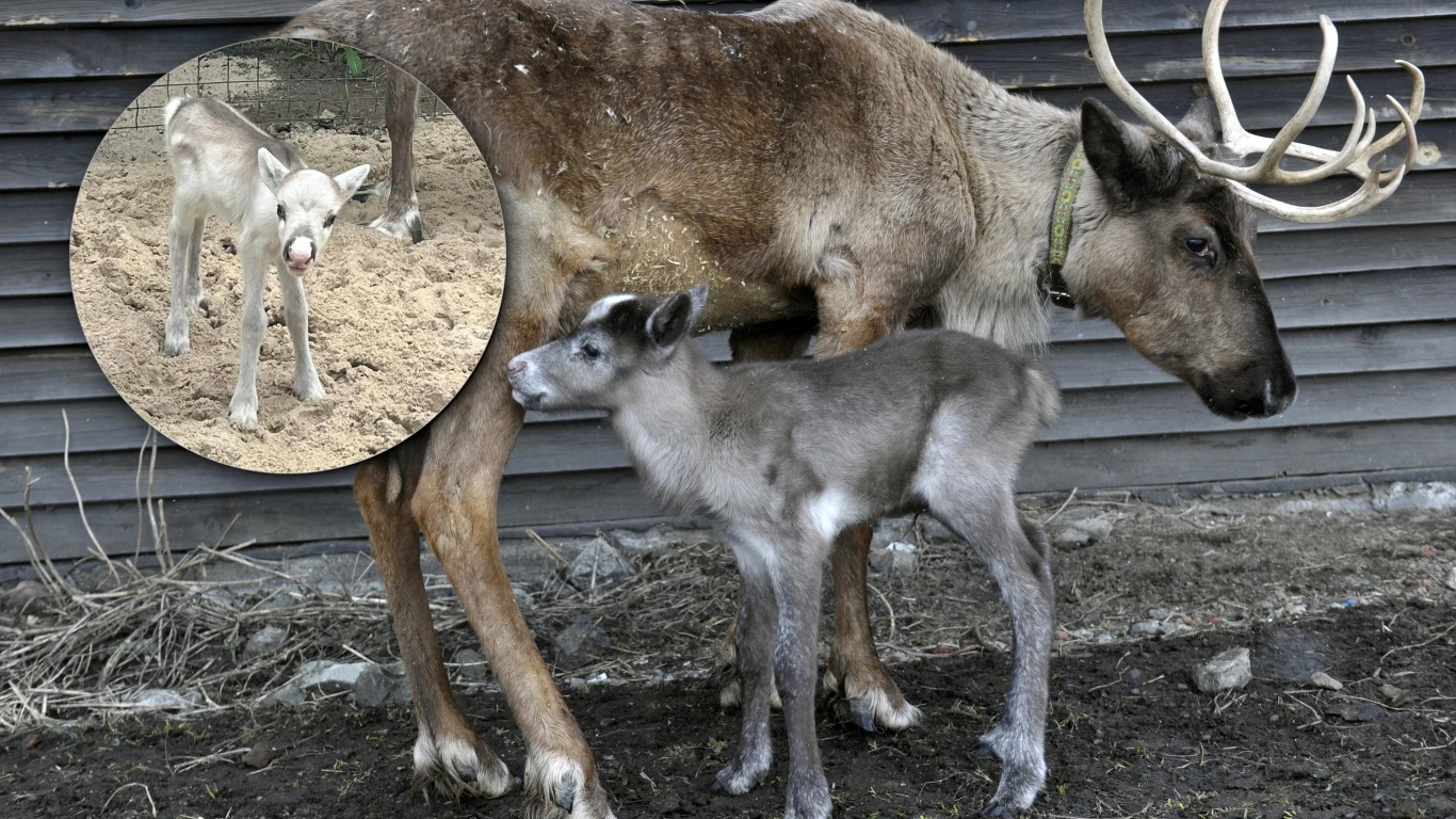 Reniferka jeszcze nie ma imienia. Dzieci z pobliskiego przedszkola nazywają ją Bambi Reniferka jeszcze nie ma imienia. Dzieci z pobliskiego przedszkola nazywają ją Bambi