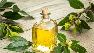 Olejek z liści laurowych (wawrzynu) obniża poziom cukru i cholesterolu, łagodzi stany zapalne. Wystarczy kilka kropel dziennie