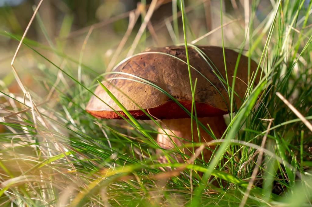 Borowik ceglastopory to grzyb występujący w południowej części Polski. Jego trzon ma barwę czerwoną