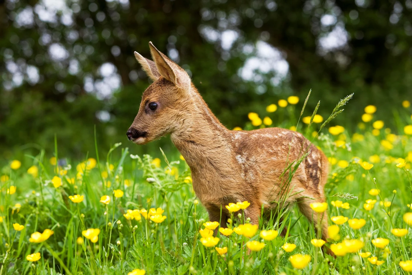 Czesi ratują jelonki przed śmiercią Czesi ratują jelonki przed śmiercią