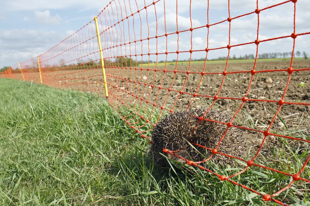 Jeż utknął w siatce i nie przeżył