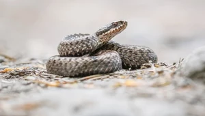 W ostatnim czasie pojawia się coraz więcej informacji o spotkaniach ze żmijami. Są one jadowite, więc strażnicy miejscy i przyrodnicy zalecają ostrożność