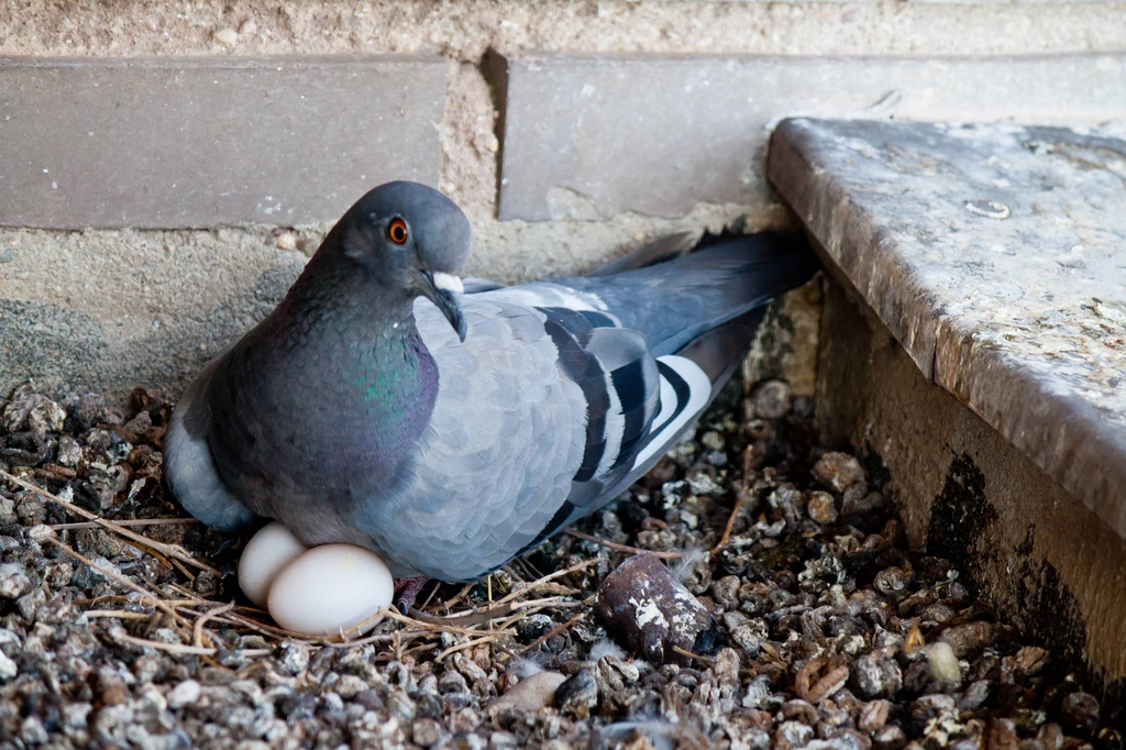 Jeżeli w gnieździe gołębia znajdują się jaja lub pisklęta - nie można go usunąć niezależnie od przewidzianego prawem okresu lęgowego ptactwa.