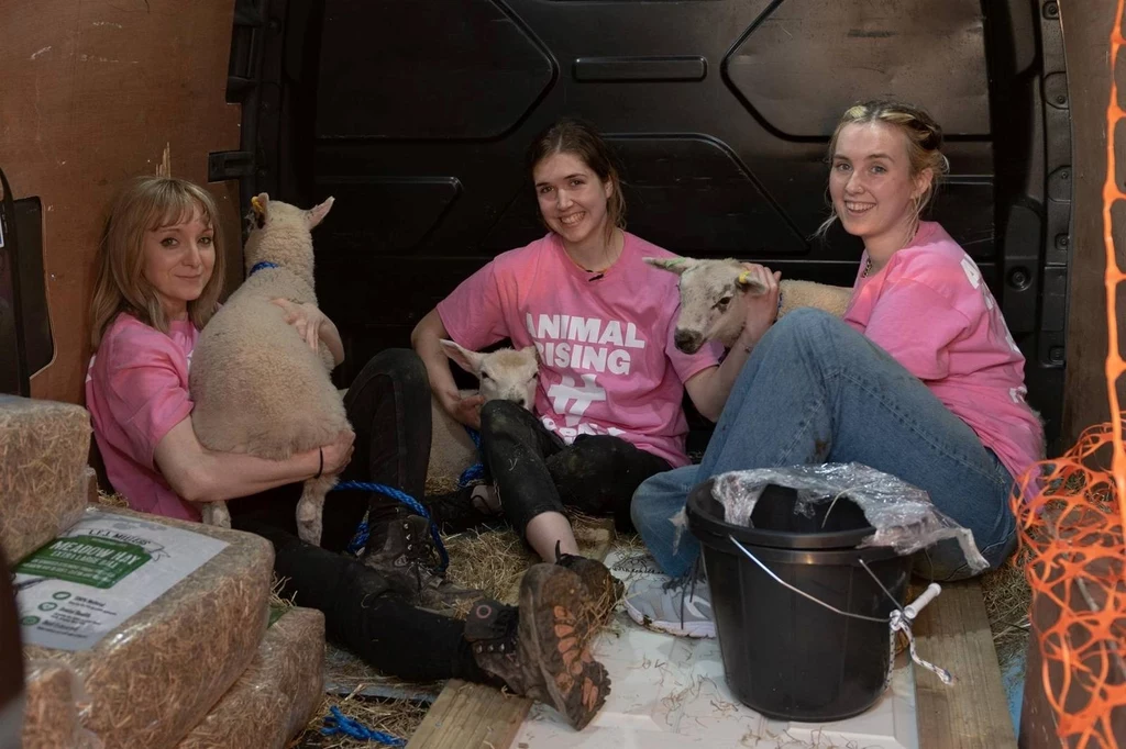 Trzy aktywistki z organizacji Animal Rising wykradły z królewskiej posiadłości we wschodniej Anglii trzy owce