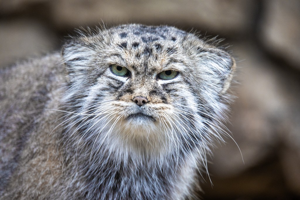 Manul stepowy jest popularny w internecie ze względu na swój "niezadowolony" wyraz pyska.  