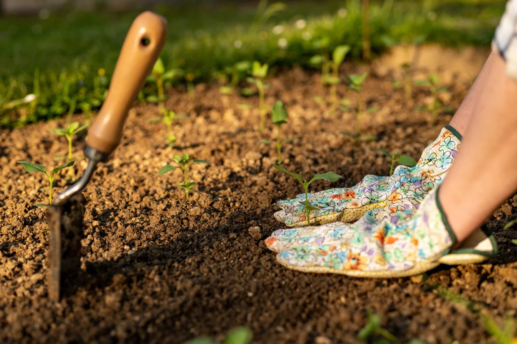 Zakwaszanie gleby jest konieczne w przypadku roślin kwasolubnych. 