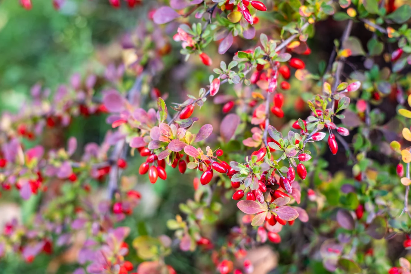 Wśród roślin mrozoodpornych jest także dobrze znany berberys 