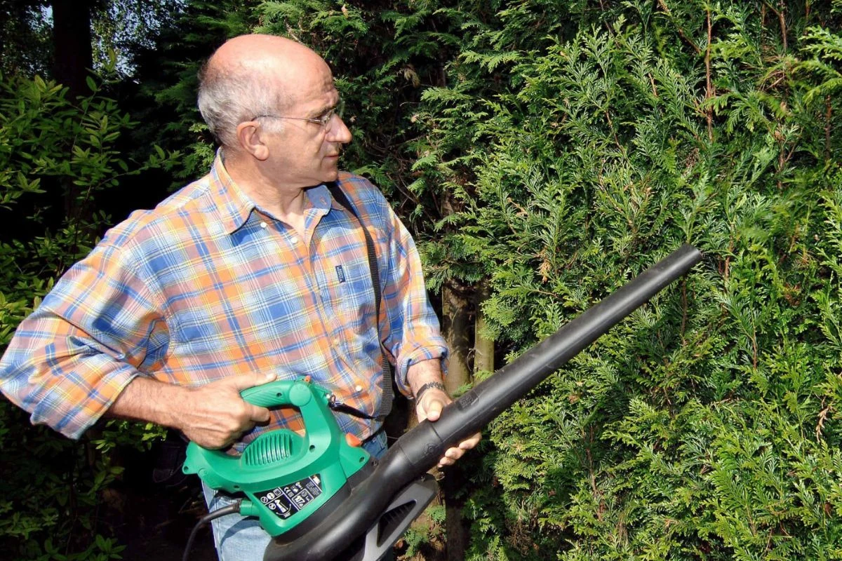 Tuja to często wybierana przez Polaków roślina Tuja to często wybierana przez Polaków roślina