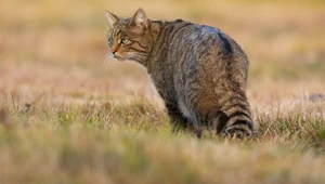 Kotożbik przepuścił atak na człowieka. Mężczyzna został ciężko ranny 