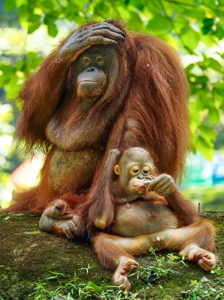 Samice orangutanów spędzają zwykle około 7-8 lat z jednym dzieckiem, ucząc je umiejętności przetrwania w dżungli, w tym jak budować gniazda, poszukiwać pożywienia i unikać niebezpieczeństw.