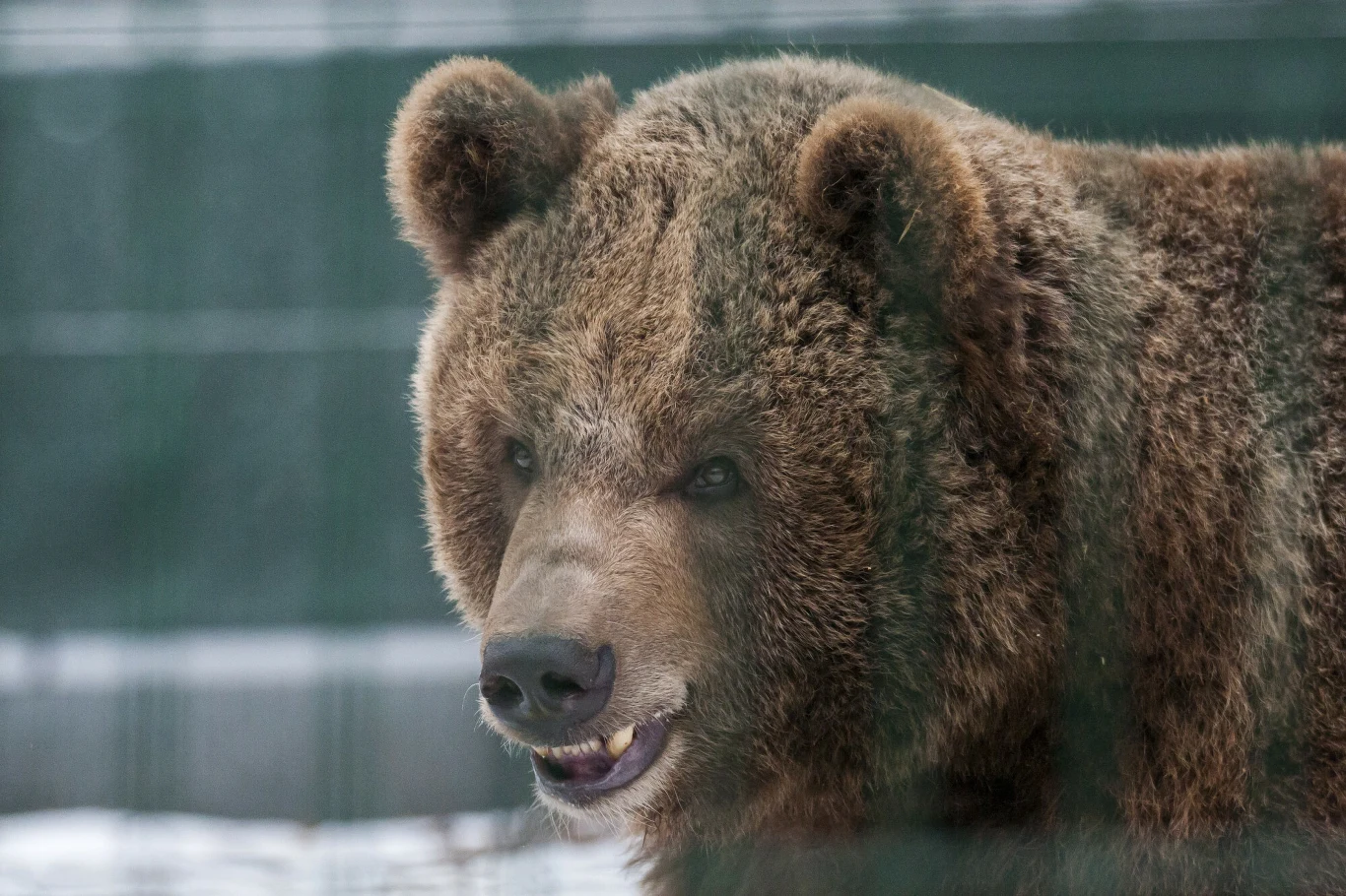 Baloo, niedźwiedź uratowany z niewoli