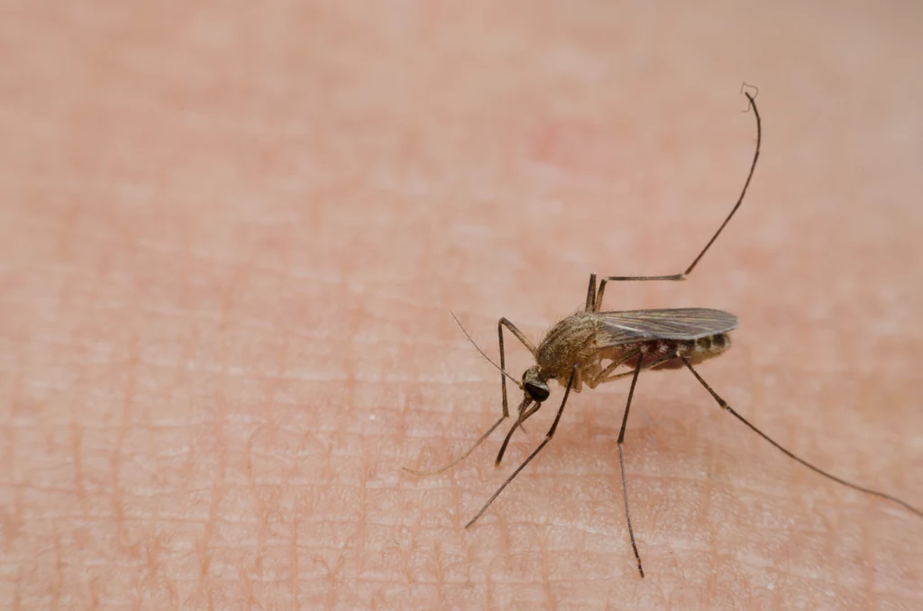 Komary to niewielkie stworzenia, mimo to potrafią uprzykrzyć życie.