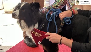 Oto zdobywca Psiej Palmy na festiwalu w Cannes