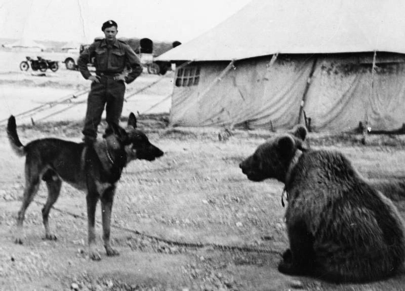 Niedźwiedź Wojtek w obozie na Bliskim Wschodzie