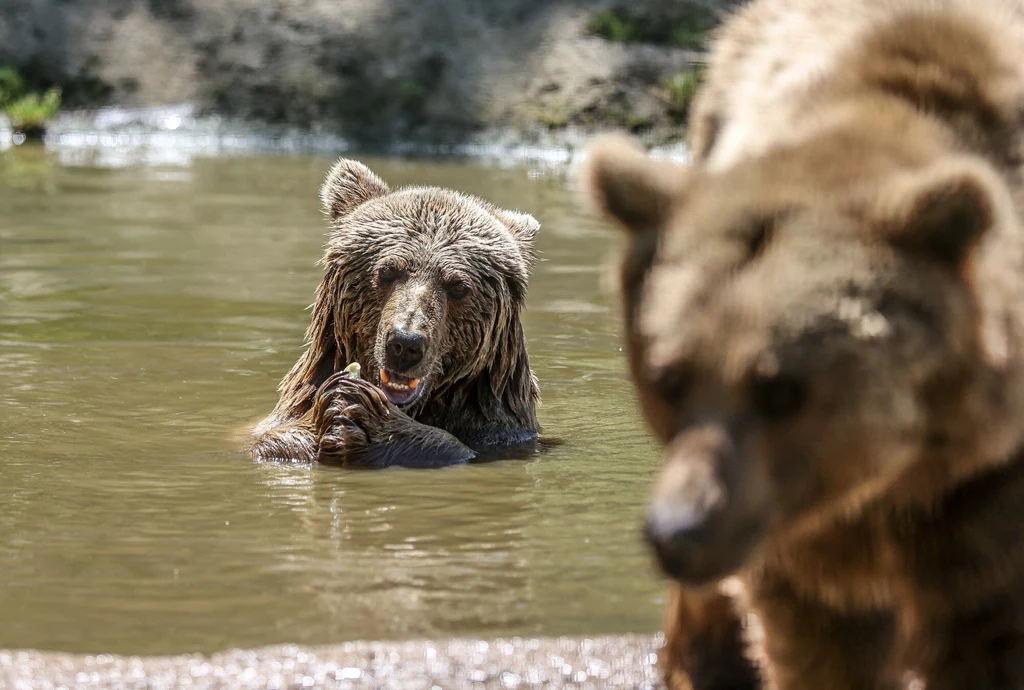 Niedźwiedzie brunatne w Karacabey w Turcji