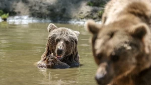 Niedźwiedzie brunatne w Karacabey w Turcji