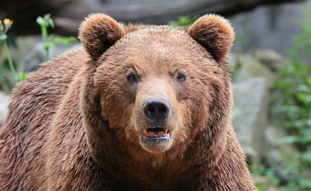 W Słowacji doszło do kolejnego ataku niedźwiedzia w ciągu 2 dni. Na szczęście nikomu nic poważnego się nie stało