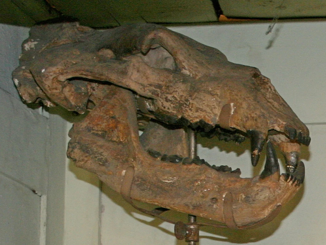 Czaszka niedźwiedzia etruskiego