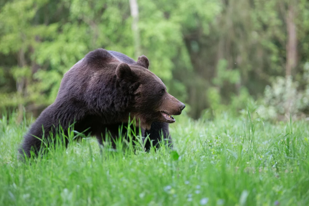 Niedźwiedź brunatny w Karpatach