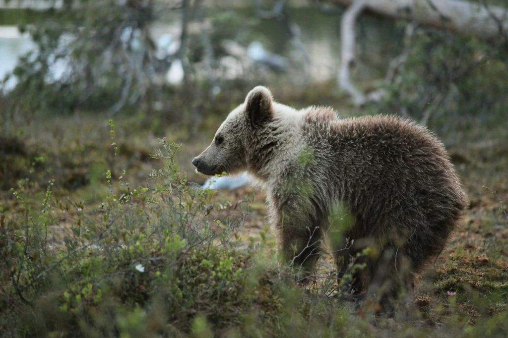 Niedźwiedź brunatny w fińskiej tajdze
