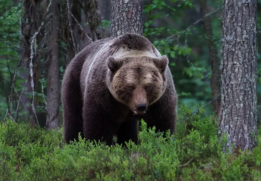 Wielki niedźwiedź brunatny na nizinie Kainuu w Finlandii