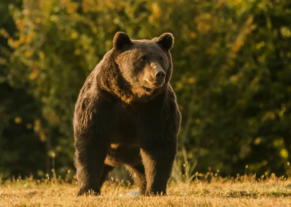 Niedźwiedź brunatny na terytorium Rumunii