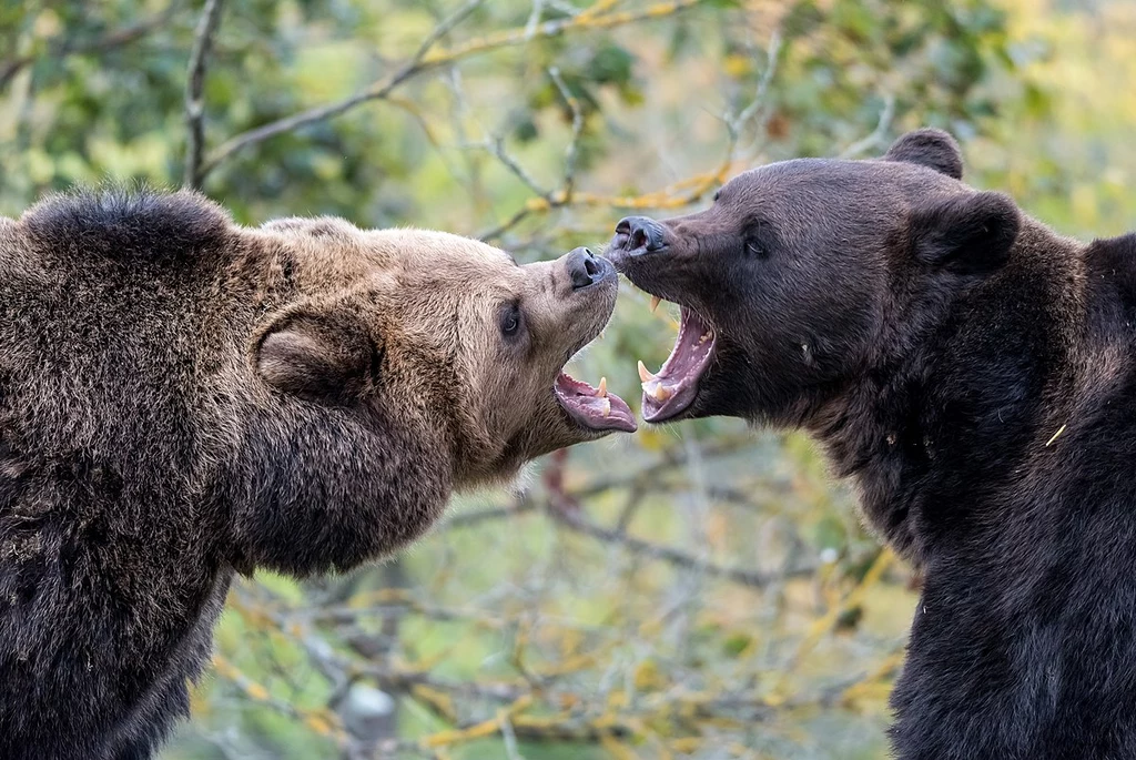 Dwa niedźwiedzie brunatne