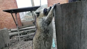 Szopy są obce dla Polski, ale nie znalazły się tu ze swojej winy